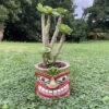 Tiki-Kopf Blumentopf - Image 2